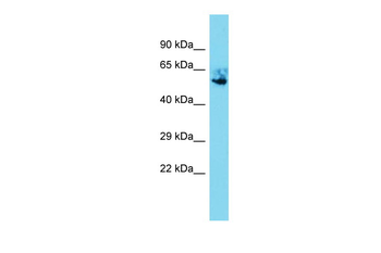 Nr5a1 Rabbit Polyclonal Antibody