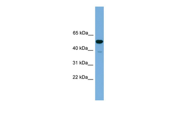 Onecut3 Rabbit Polyclonal Antibody