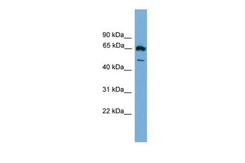 Ebf4 Rabbit Polyclonal Antibody