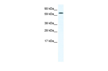 EBF4 Rabbit Polyclonal Antibody