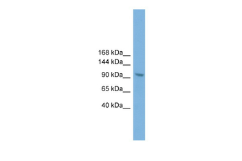 Zhx3 Rabbit Polyclonal Antibody