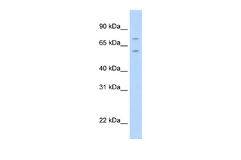 FOXK1 Rabbit Polyclonal Antibody