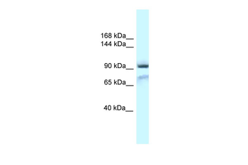 Gria1 Rabbit Polyclonal Antibody