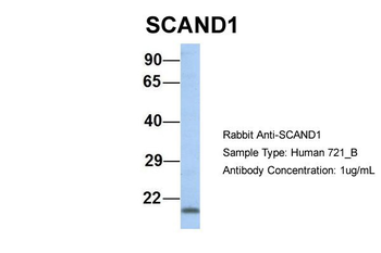 SCAND1 Rabbit Polyclonal Antibody