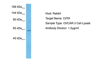 CIITA Rabbit Polyclonal Antibody