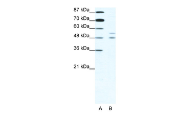 MITF Rabbit Polyclonal Antibody