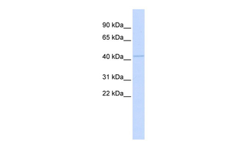 MITF Rabbit Polyclonal Antibody