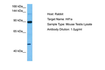 HIF1A Rabbit Polyclonal Antibody