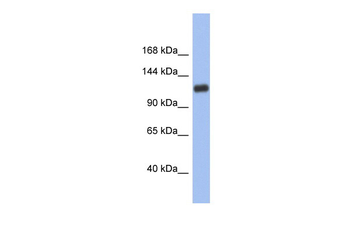 HIF1A Rabbit Polyclonal Antibody