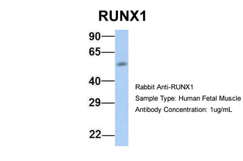 RUNX1 Rabbit Polyclonal Antibody