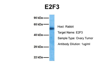 E2F3 Rabbit Polyclonal Antibody