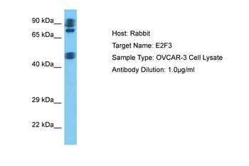 E2F3 Rabbit Polyclonal Antibody