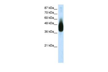 JUNB Rabbit Polyclonal Antibody