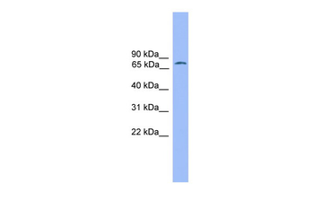 POU2F1 Rabbit Polyclonal Antibody