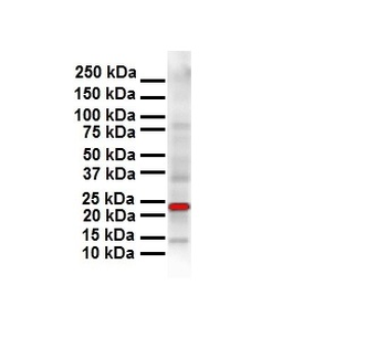 SOX2 Rabbit Polyclonal Antibody
