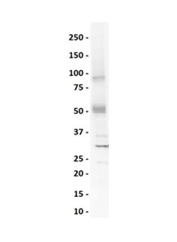 SOX4 Rabbit Polyclonal Antibody