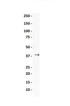SOX4 Rabbit Polyclonal Antibody