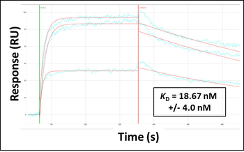 STAT3 Rabbit Polyclonal Antibody