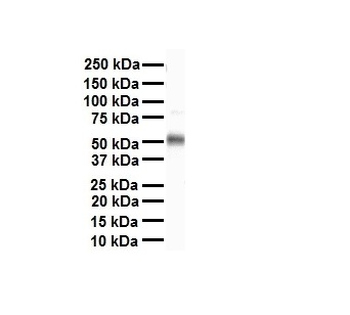 TEAD4 Rabbit Polyclonal Antibody