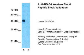 TEAD4 Rabbit Polyclonal Antibody