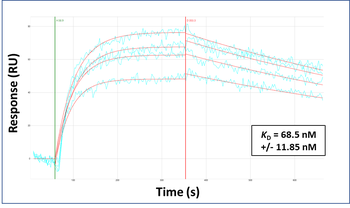 TEAD4 Rabbit Polyclonal Antibody