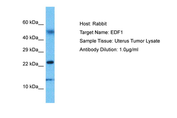 EDF1 Rabbit Polyclonal Antibody