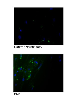 EDF1 Rabbit Polyclonal Antibody
