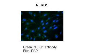 NFKB1 Rabbit Polyclonal Antibody