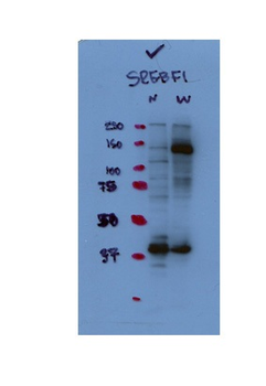 SREBF1 Rabbit Polyclonal Antibody