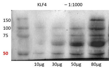 Klf4 Rabbit Polyclonal Antibody