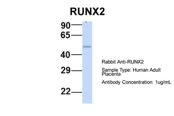RUNX2 Rabbit Polyclonal Antibody