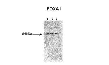 FOXA1 Rabbit Polyclonal Antibody