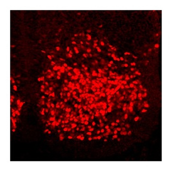 HOXC6 Rabbit Polyclonal Antibody