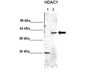 HDAC1 Rabbit Polyclonal Antibody