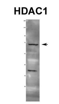 HDAC1 Rabbit Polyclonal Antibody