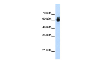 NRF1 Rabbit Polyclonal Antibody