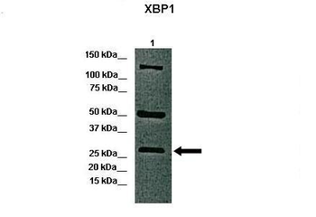 XBP1 Rabbit Polyclonal Antibody