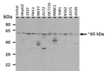 NR1D2 Rabbit Polyclonal Antibody