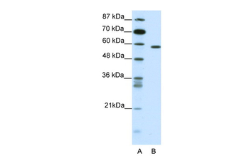 NR1D2 Rabbit Polyclonal Antibody