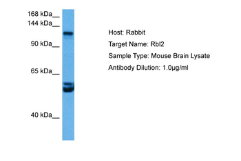 RBL2 Rabbit Polyclonal Antibody