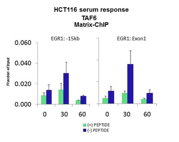 TAF6 Rabbit Polyclonal Antibody