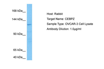CEBPZ Rabbit Polyclonal Antibody