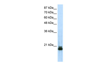 SAP18 Rabbit Polyclonal Antibody