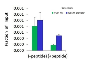 Hdac6 Rabbit Polyclonal Antibody