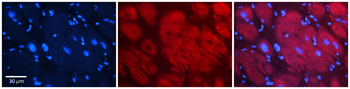 Hdac6 Rabbit Polyclonal Antibody