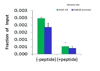 CTCF Rabbit Polyclonal Antibody