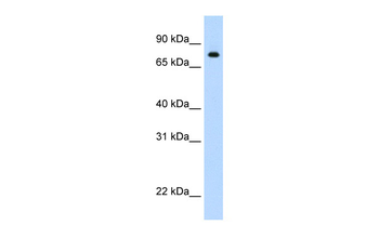 STAT1 Rabbit Polyclonal Antibody