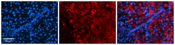 STAT1 Rabbit Polyclonal Antibody