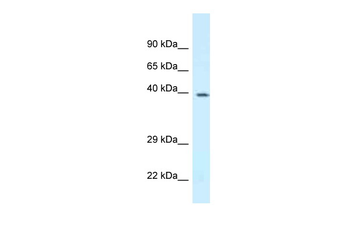 Dpf3 Rabbit Polyclonal Antibody