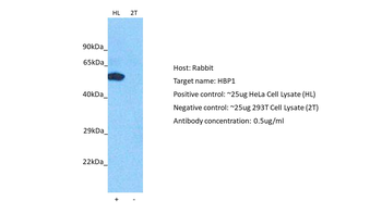 HBP1 Rabbit Polyclonal Antibody